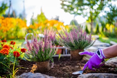 Come coltivare l’erica, in giardino o in vaso: la guida pratica