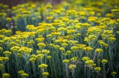 Scopriamo l’elicriso, un’altra pianta spontanea ricca di utili proprietà