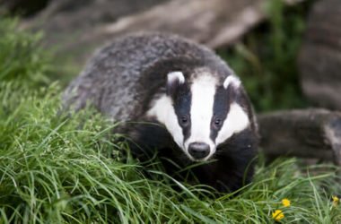 Tutto sul tasso, un animaletto facilmente riconoscibile eppure poco conosciuto