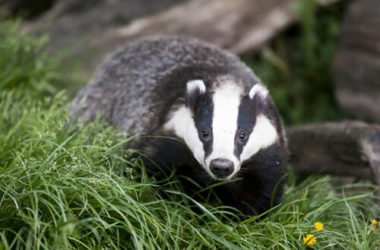 Tutto sul tasso, un animaletto facilmente riconoscibile eppure poco conosciuto