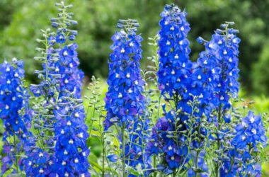 Il Delphinium è una pianta decorativa con bei fiori violetti disposti a pannocchia