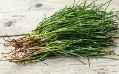 Le proprietà e le migliori ricette con gli agretti o barba di frate