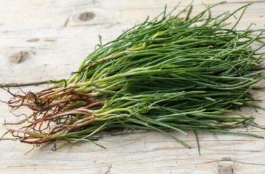 Le proprietà e le migliori ricette con gli agretti o barba di frate