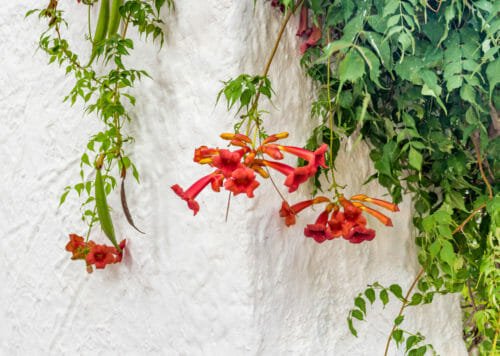 Scopriamo la bignonia, una pianta rampicante con bellissimi fiori, che attecchisce con facilità su muri e palizzate