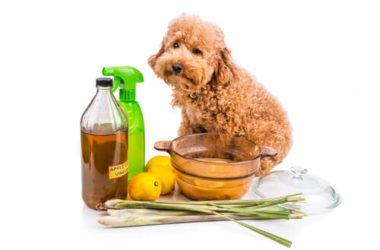 Rimedi naturali contro le pulci dagli animali: quali sono i migliori?