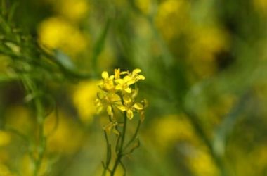 Tutte le proprietà dell’erisimo o erba dei cantanti, la pianta amica della gola