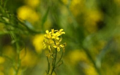 Tutte le proprietà dell’erisimo o erba dei cantanti, la pianta amica della gola