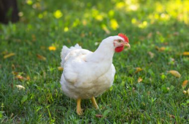 I vantaggi (non solo economici) di allevare una gallina domestica: tutti i perché di una nuova moda d’oltralpe