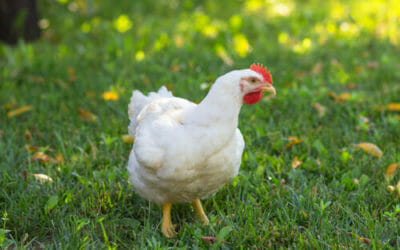 I vantaggi (non solo economici) di allevare una gallina domestica: tutti i perché di una nuova moda d’oltralpe