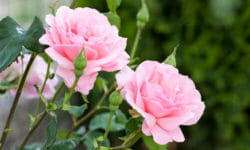 I più bei fiori rosa per il giardino o per il balcone