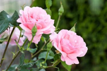 I più bei fiori rosa per il giardino o per il balcone