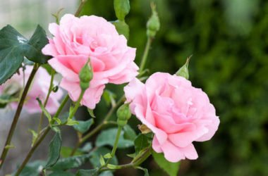 I più bei fiori rosa per il giardino o per il balcone