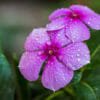 Fiori viola: i migliori per tutte le occasioni