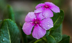 Fiori viola: i migliori per tutte le occasioni