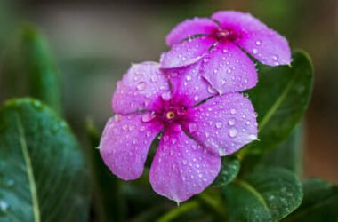 Fiori viola: i migliori per tutte le occasioni