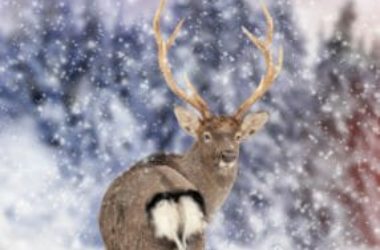 Tutto sul cervo, misterioso e affascinante animale ricco di simbologia