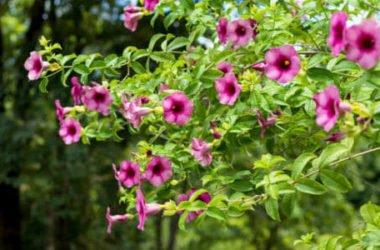 Scopriamo la bignonia, una pianta rampicante con bellissimi fiori, che attecchisce con facilità su muri e palizzate