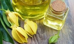 La guida all’olio di ylang ylang: proprietà, utilizzi e ricette, non solo per la bellezza
