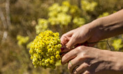 Scopriamo l’elicriso, un’altra pianta spontanea ricca di utili proprietà