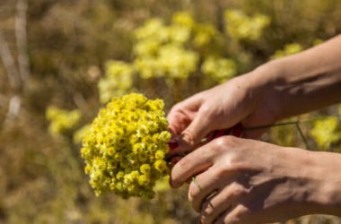 Scopriamo l’elicriso, un’altra pianta spontanea ricca di utili proprietà