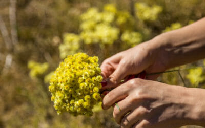 Scopriamo l’elicriso, un’altra pianta spontanea ricca di utili proprietà