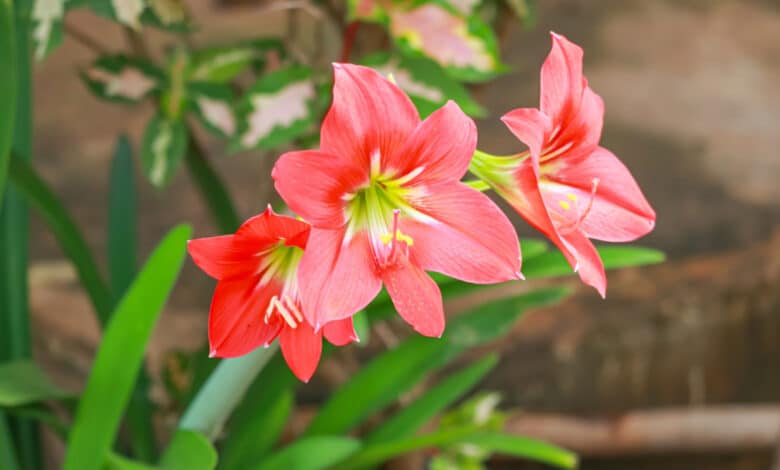 Hippeastrum