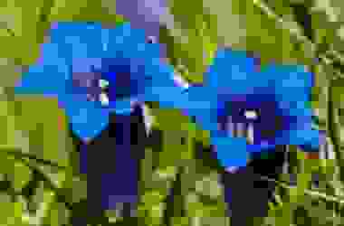 La genziana alpina, pianta dai fiori blu che cresce sulle Alpi, nota anche per il liquore che se ne ricava