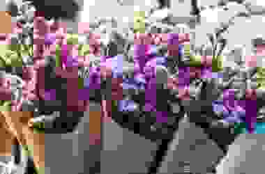 Tutto sul Limonium, per colorare di lilla il giardino e il balcone, chiamato anche Statice o Limonio