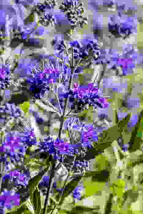 Caryopteris Un Arbusto Dai Magnifici Fiorellini Blu E Viola