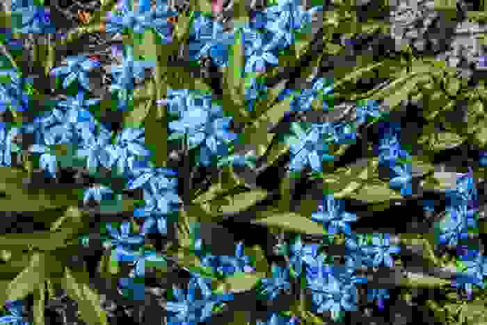scilla siberica