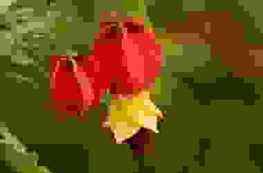 Abutilon: pianta infestante per le coltivazioni, ma con proprietà curative
