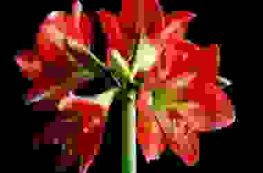Hippeastrum, meravigliosa bulbosa dai fiori grandi ed eleganti, ma non chiamatela amaryllis!