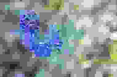 Caryopteris: coltivazione e cura di questa pianta ornamentale dagli splendidi fiori blu e viola