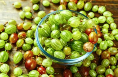 Tutto sull’uva spina, un frutto antiossidante dalle diverse proprietà benefiche