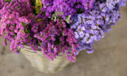 Tutto sul Limonium, per colorare di lilla il giardino e il balcone, chiamato anche Statice o Limonio