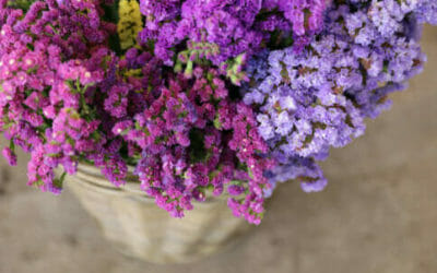 Tutto sul Limonium, per colorare di lilla il giardino e il balcone, chiamato anche Statice o Limonio