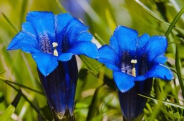 La genziana alpina, pianta dai fiori blu che cresce sulle Alpi, nota anche per il liquore che se ne ricava
