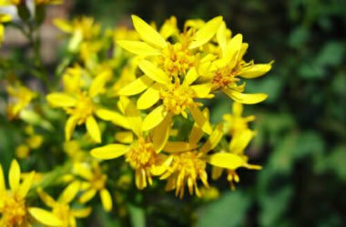 Proprietà e controindicazioni della verga d’oro, alleata naturale della linea