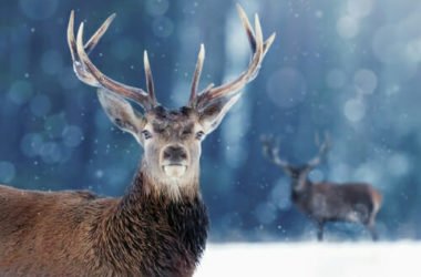 Tutto sul cervo, misterioso e affascinante animale ricco di simbologia