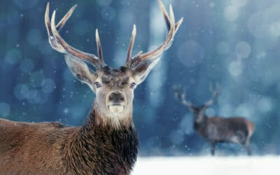 Tutto sul cervo, misterioso e affascinante animale ricco di simbologia
