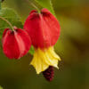 Abutilon: pianta infestante per le coltivazioni, ma con proprietà curative