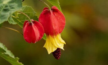 Abutilon: pianta infestante per le coltivazioni, ma con proprietà curative