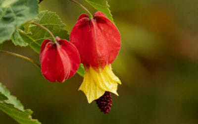 Abutilon: pianta infestante per le coltivazioni, ma con proprietà curative
