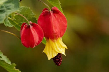 Abutilon: pianta infestante per le coltivazioni, ma con proprietà curative