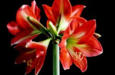 Hippeastrum, meravigliosa bulbosa dai fiori grandi ed eleganti, ma non chiamatela amaryllis!