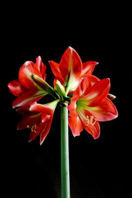 Hippeastrum, meravigliosa bulbosa dai fiori grandi ed eleganti, ma non chiamatela amaryllis!