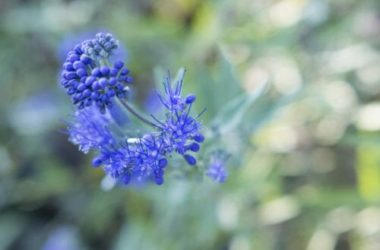 Caryopteris: coltivazione e cura di questa pianta ornamentale dagli splendidi fiori blu e viola