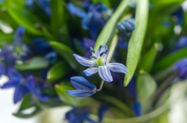 Le varietà principali della scilla, una pianta bulbosa dai fiori bellissimi