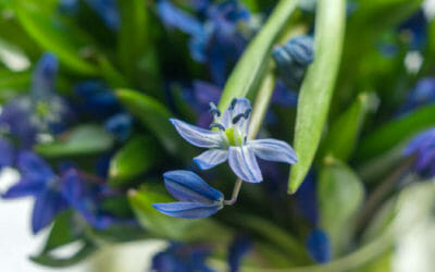 Le varietà principali della scilla, una pianta bulbosa dai fiori bellissimi