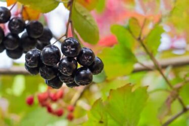 Qualità antiossidanti e antistress delle bacche di Aronia nera